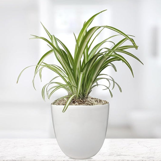 Easy to Grow Spider Plant Variegated - 1 Potted Houseplant Placed in a Classic White Ceramic Pot, Low-Maintenance Indoor Outdoor