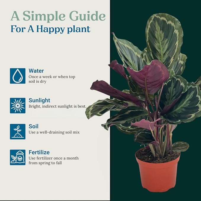 Calathea Medallion ROSEO Picta Live Plant - Air Purifier, Home Decor & Room Decor | Elegant Indoor Calathea Prayer Plant, Plants Live Houseplants | Perfect Live Indoor Plants