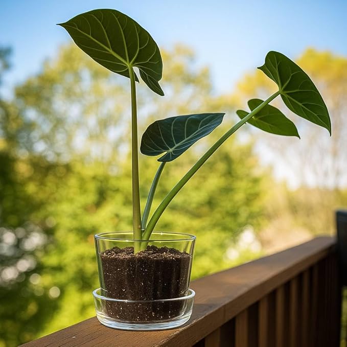 Sheer Glass Pot Planter with Drainage Holes & Tray - Decorative & Modern for All House Plants (6 Inches)