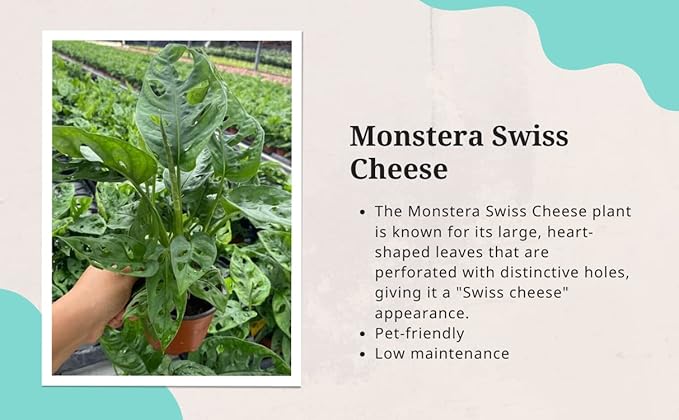 CoollectivePlants Monstera Swiss Cheese – Live Monstera Plant in 4″ Grower’s Pot, Easy Care Indoor House Plants Live and Low Maintenance Indoor Plant