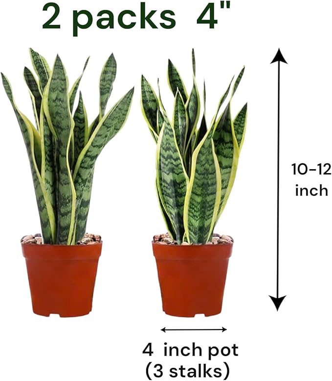 Snake Plants (Live & Rooted) 3/4/6/8" - Mother in Law Tongue - Sansevieria Laurentii Indoor Live Houseplant Gift Air Purifying - Low Light (4" (3 Stalks, Plastic Pot))