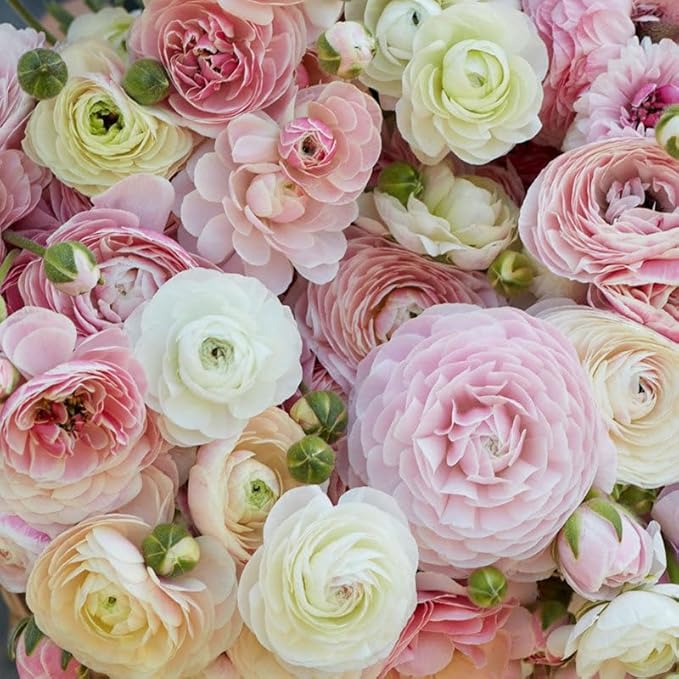 Ranunculus Bulbs - Porcelaine - 100 Bulbs - Pink Flower Bulbs, Corm Attracts Bees, Attracts Pollinators, Easy to Maintain & Grow, Fragrant, Container Garden