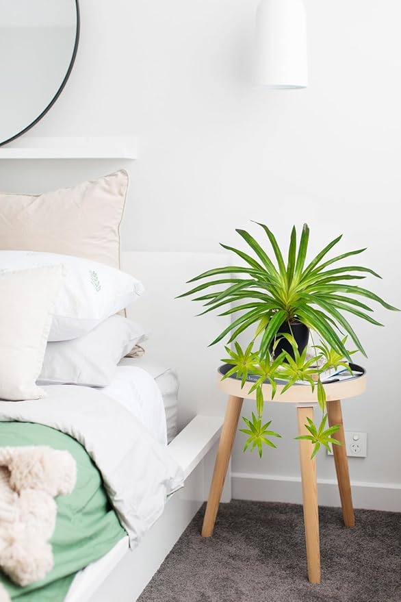 Fake Hanging Plant, Faux Spider Plant in Pot Artificial Grass Plants Faux Chlorophytum Comosum Potted Plants for Home Office Table Shelf Desk Kitchen Bathroom Bedroom Decor Green