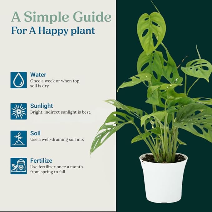 Monstera Adansonii Live Plant, Swiss Cheese Vine | Air Purifier & Room Decor | Monstera Houseplant for Home Decor | Indoor Swiss Cheese Plant