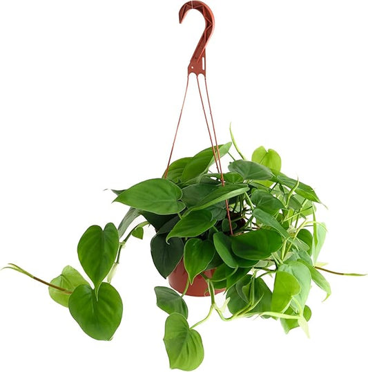 Shop Succulents Philodendron Cordatum Heartleaf Plant, Live Indoor Houseplant, Easy Care Trailing Plant for Home Decor, Office, Room Decoration, Perfect Housewarming Gift, 6 Inch Pot