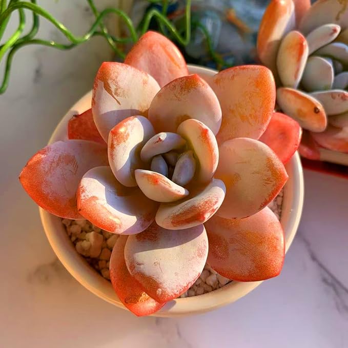 FWPP Live Succulents Plants Echeveria Laui 2.5 inches,Rare red Succulents Bare Root Without Pot Soil, Live Plants Indoor Office Decoration Wedding and Gift