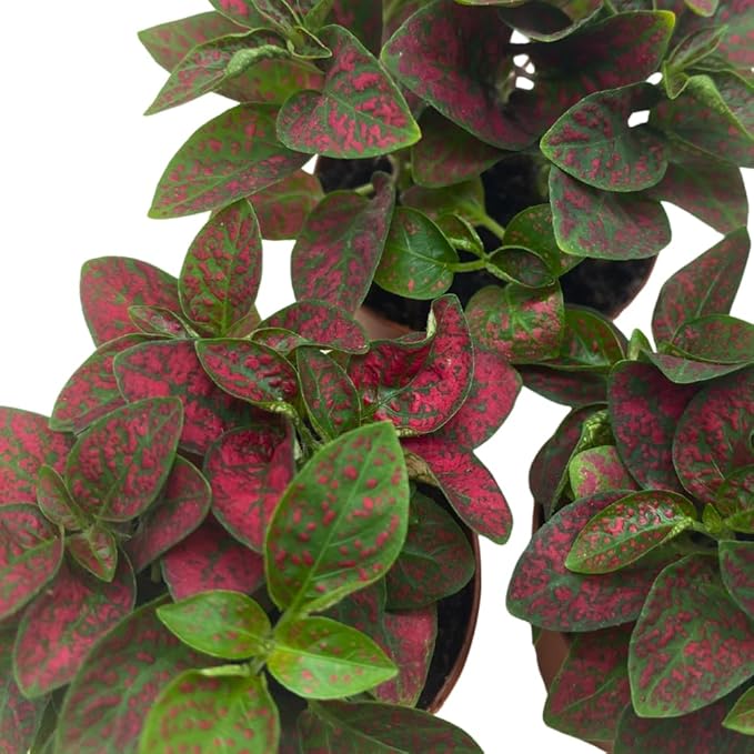 BubbleBlooms Red Hypoestes phyllostachya 2 inch Set of 3 Flamingo Polka Dot Plant Tiny Mini Pixie Plants