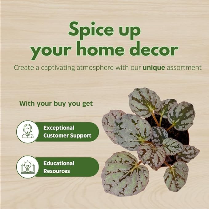 BubbleBlooms Begonia Rex Assortment, in 2 inch pots, Set of 3, Tiny Mini Pixie Plant Begonia Variety Pack