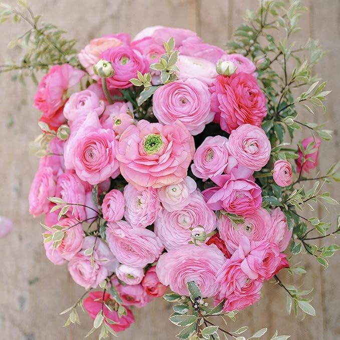 Eden Brothers Ranunculus Bulbs - Pink Confetti Mix