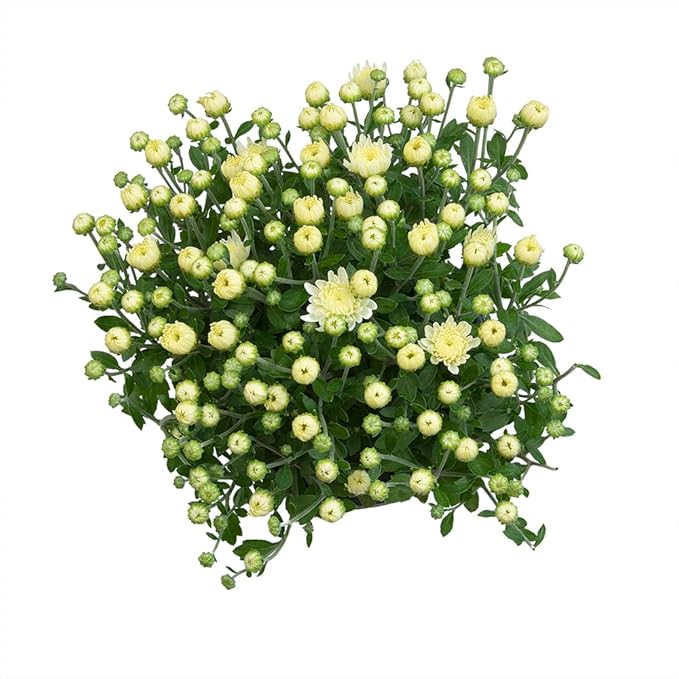 1G White Mum Plant, Chrysanthemum Flowers Gardening Fall Decor, Mums Plants Live, Fall Decorations Outdoor, Housewarming Gift Ideas, Fresh Live Plants Indoor Plants Live Houseplants By Plants for Pets