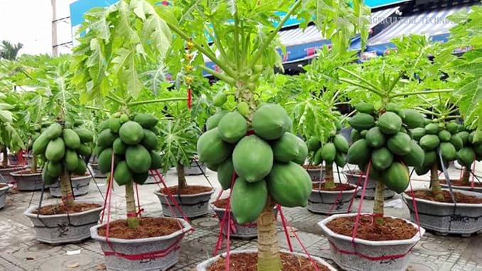 Papaya Plant Potting Soil - Enhance Fruiting and Health with Professional Grade Nutrient-Rich Mix - 3 Quart