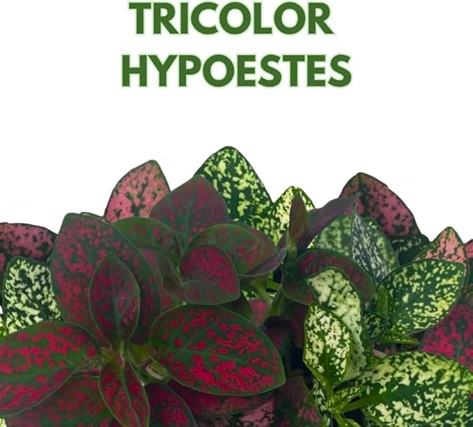 BubbleBlooms Tricolor Hypoestes phyllostachya 2 inch Set of 3 Flamingo Polka Dot Plant Red White and Pink Tiny Mini Pixie Plants
