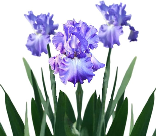 Easy to Grow Bearded Iris Victoria Falls - 3 Plant Bulbs Rhizomes, Lavender Blue & White Flowers in Spring to Fall, Full Sun Low Maintenance
