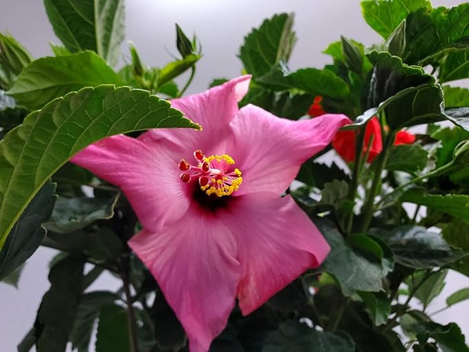 Braided Hibiscus Tree - Mixed (3 to 4 Flower Colors) - Overall Height 36" to 42" - Tropical Plants of Florida