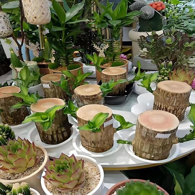 Brazilian Lucky Tree Plants, Bamboo and Trays, Small Plant desks, Good Luck Offices, Kitchens, Living Rooms, Home Decorations, Brazilian Lucky Tree