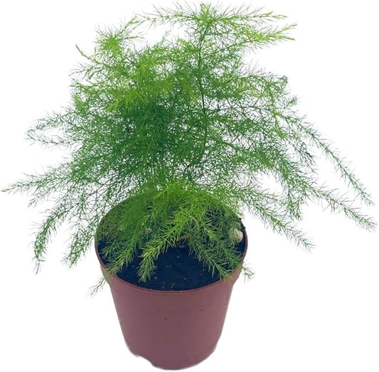 BubbleBlooms Asparagus Fern, Asparagus setaceus, Feathery Soft Tiny Leaf Plant, Live in a 2 inch Pot by BubbleBlooms