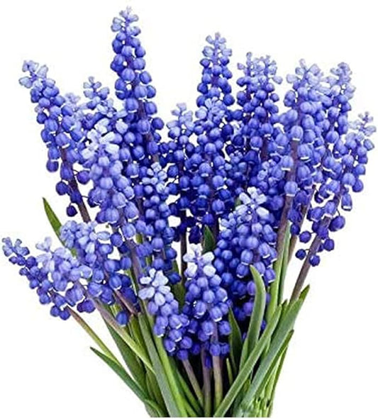 Grape Hyacinth Bulbs - 15 Muscari Armeniacum Bulbs for Planting - Grows 6-8" Tall - Flower Bulbs for Spring Planting - Indoor Forcing