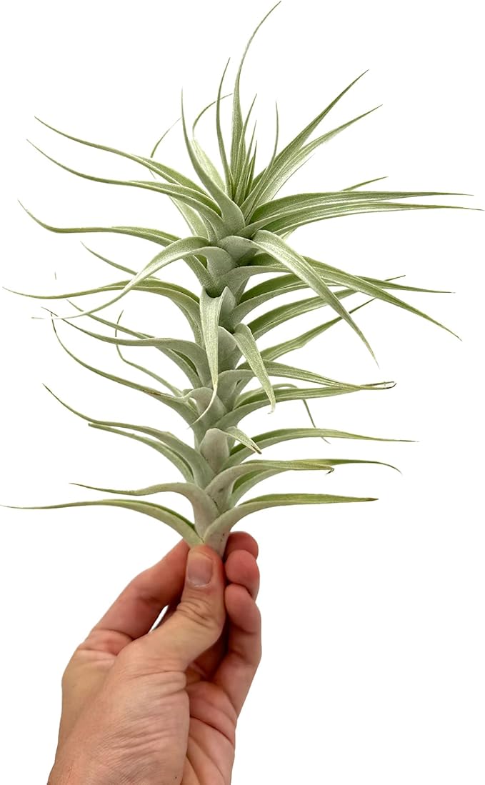 Live Air Plants - Tillandsia Albida 7-12" - 5ct – ragnaroc Live Indoor Plant - Live Arrival Guaranteed - House Plants for Home Decor & Gift