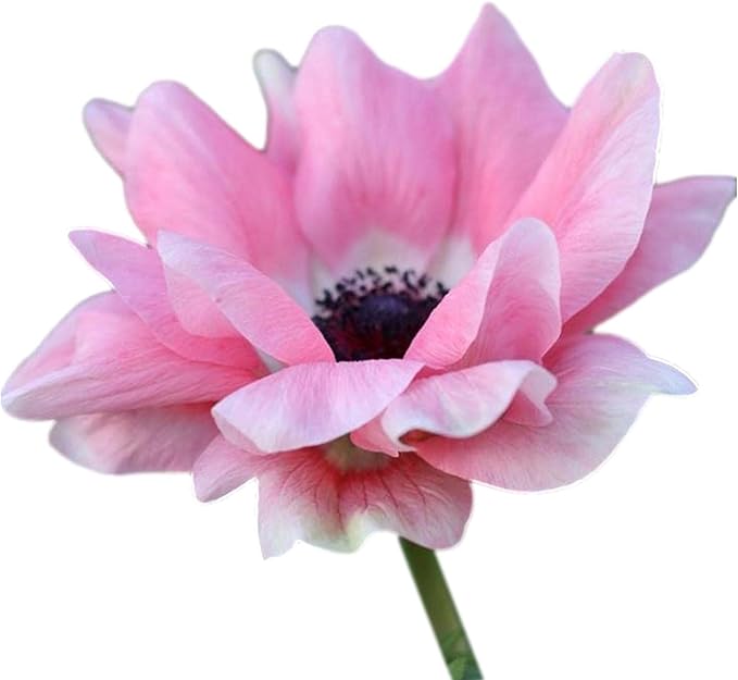 Easy to Grow Anemone Italian Mistral Rosa Chiaro 10 Plant Bulbs - Light Pink Flowers in Spring, Full Sun Outdoor Zones 8-10