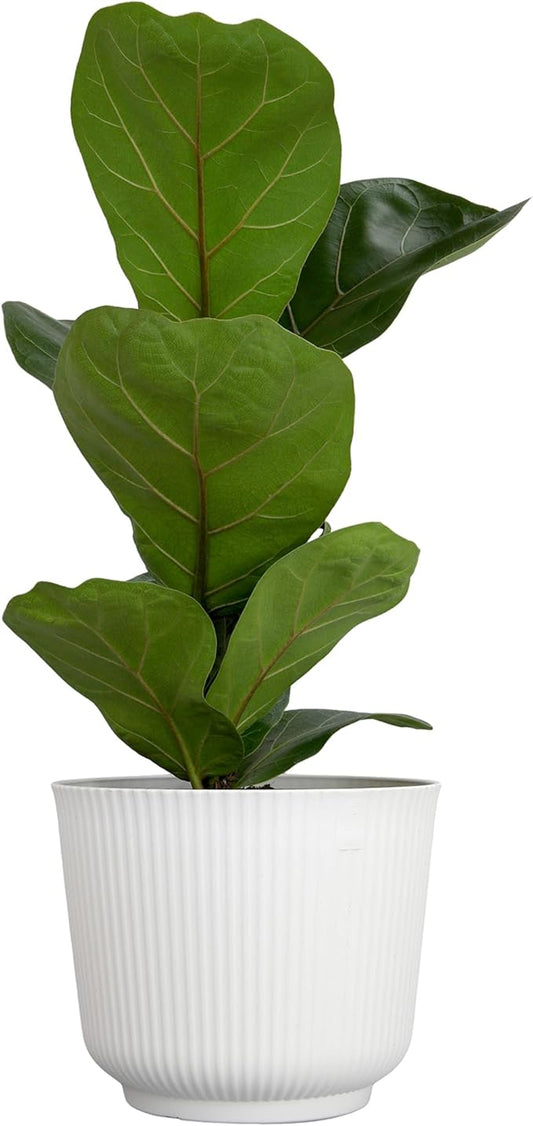 Live Fiddle Leaf Fig Tree Ficus, House Plant Decor in 6" White Pot, Easy Plant Gift, Live Ficus Tree, Real Office and Home Décor by Plants for Pets