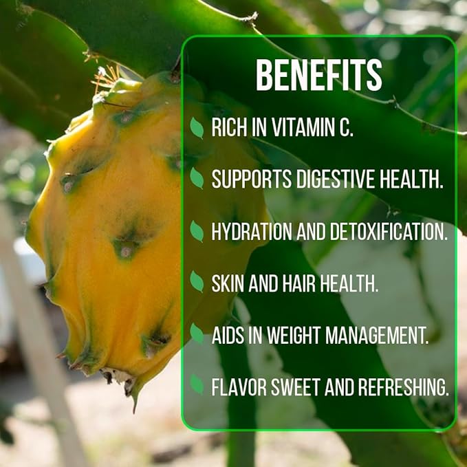 Dragon Fruit Yellow Dragon (4 Pack) | Real Live Fruit Plants for Sale | Rare Exotic Variety | Sweet Edible Fruit | Easy to Grow Live Plants for Organic Gardens