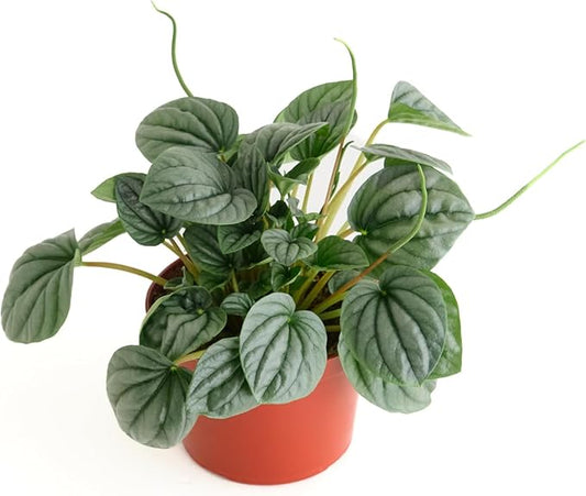 Shop Succulents Peperomia Frost, Live Indoor Plant, Low Maintenance Compact Houseplant with Striking Silver-Gray Leaves, Ideal for Home Decor, Office, and Room Enhancement, 6 Inch Nursery Pot