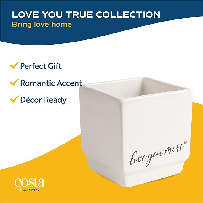 Costa Farms Money Tree Live Plant in Decorative Pot, Air Purifying Indoor Houseplant, Perfect for Home, Room, or Office Decor, Great House Warming or Birthday Gift, 8-10 Inches Tall