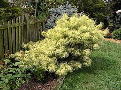 Dragon Eye Japanese Red Pine - Pinus densiflora 'Burkes Red Variegated' - Holds ITS Yellow Bands Much Better Than Other Variegated Pines 3 -Year Tree
