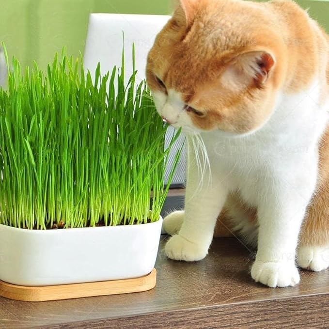 Cat Grass Planting Mix - Cultivate Nutritious Grass for Your Beloved Kitty - 4 QUARTS