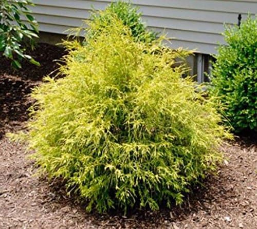 Gold Mop Weeping Threadleaf Cypress - Live Plant - 3 Gallon Pot