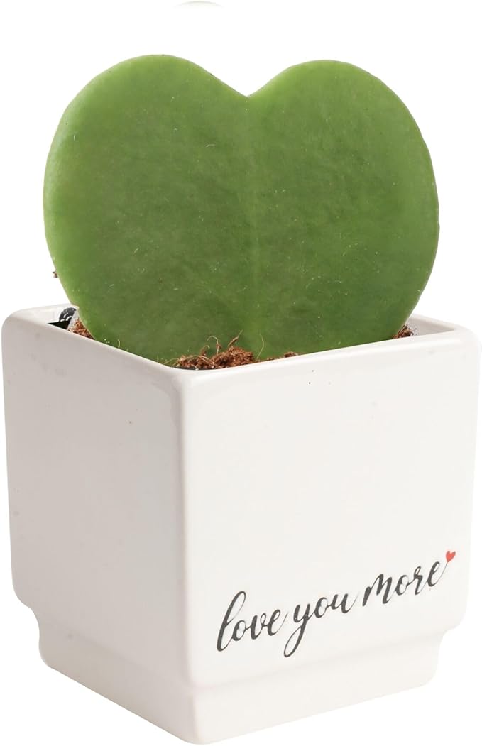 Costa Farms Hoya Heart Live Plant in Decorative Pot, Easy to Maintain Succulent Indoor Houseplant, Perfect for Home, Room, or Office Decor, Great House Warming or Birthday Gift, 5 Inches Tall