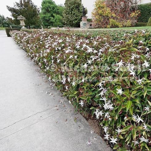 Live Angel Wing Jasmine (Jasminum Nitidum) Plants - Fragrant, White Blooming Evergreen Shrub for Any Garden (4 jas Angel Cups)