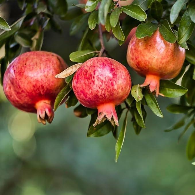 Live Pomegranate 'Wonderful' Plants (Punica Granatum 'Wonderful') - Fruit-Bearing, Drought-Tolerant, Easy to Grow (4 stevia Cups)
