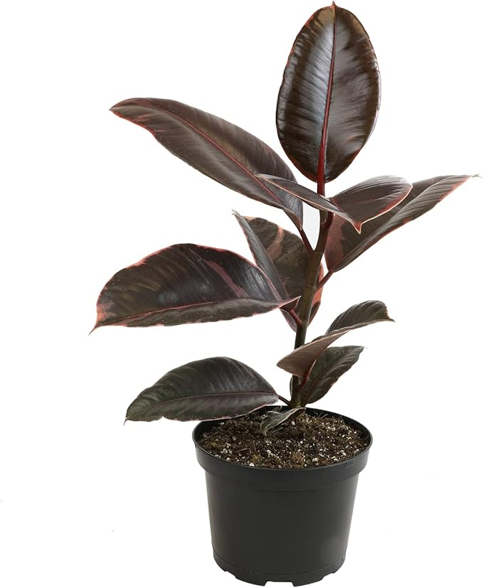 Variegated Ficus 'Ruby' Rubber Plant in 6" Grower Pot, Real Houseplants for Home or Office, Easy to Grow Live Houseplants by Plants for Pets