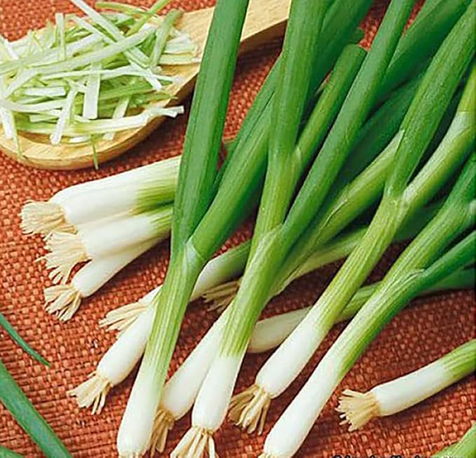 Delicious Salad Green Onion Scallions Seeds - Easy to Grow - 1600 Seeds