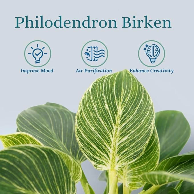 Philodendron Birken Live Plant | Indoor House Plant for Home Decor, Room Decor, Office Decor | Air Purifying Philodendron Houseplant | Elegant Plants Live Houseplants