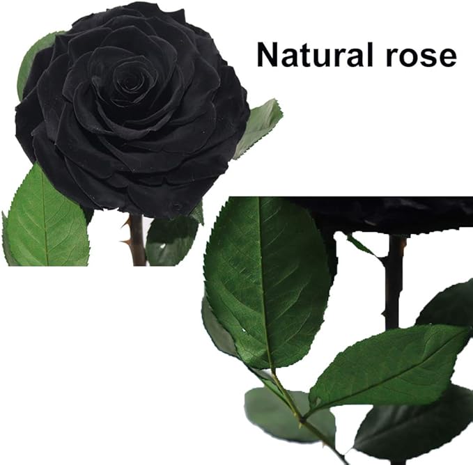 Preserved Roses Handmade Preserved Flowers in Glass Dome, Black Roses Never Withered, Birthday Gifts for Her (13 inch)