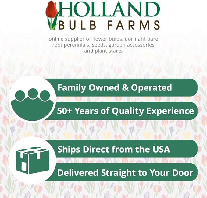 Funday Monday Bearded Iris Flower Bulbs - 1 Rhizome per Pack - Pleasantly Scented - Deer Resistant - Good as Cut Flowers - Naturalizing - Perennializing