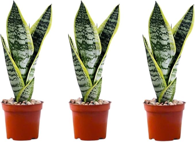 Snake Plants (Live & Rooted) 3/4/6/8" - Mother in Law Tongue - Sansevieria Laurentii Indoor Live Houseplant Gift Air Purifying - Low Light (3 Pack – 3.5" Pots)