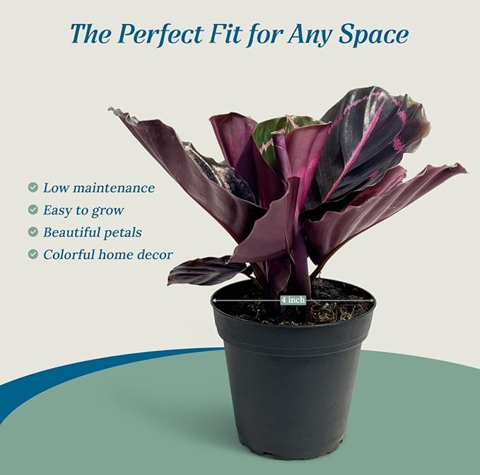 Calathea Dottie Indoor Plant - Live Colorful Prayer House Plant, Pink Plant for Home Decor, Room Decor, Air Purifier