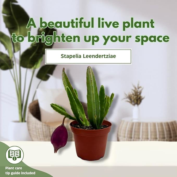 BubbleBlooms Stapelia leendertziae Black Bell Huernia in a 4 inch Pot Carrion Flower Maroon Cup Starfish