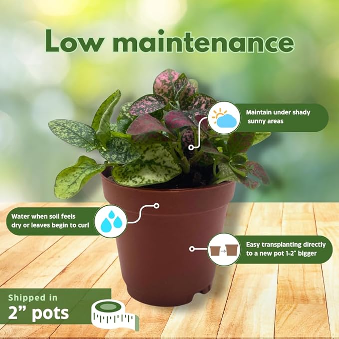 BubbleBlooms Tricolor Hypoestes phyllostachya 2 inch Set of 3 Flamingo Polka Dot Plant Red White and Pink Tiny Mini Pixie Plants