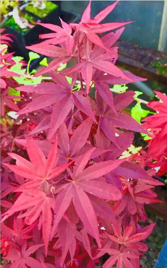 Little Red Dwarf Japanese Maple- Brick Red Leaves on a Tight Compact Maple 2 - Year Live Plant