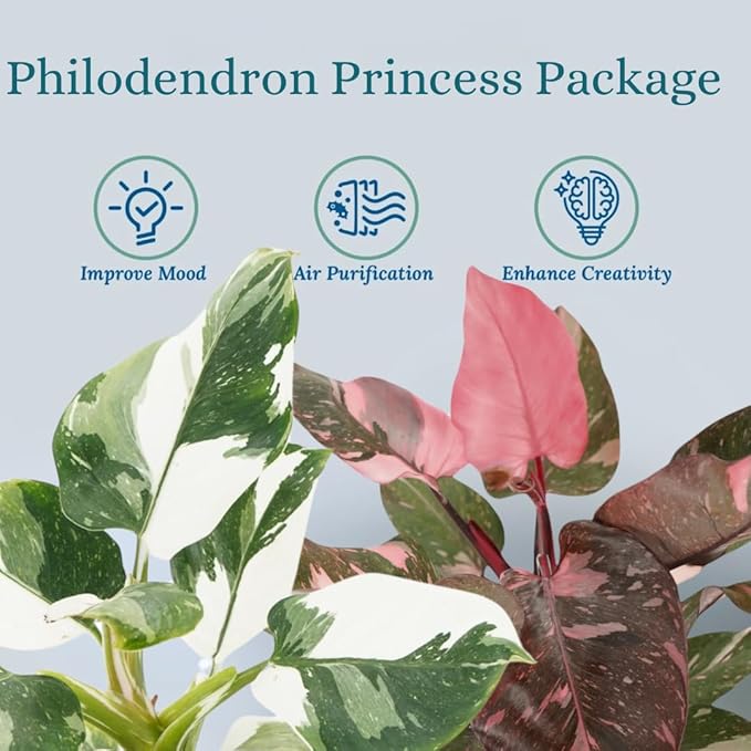 Philodendron Princess Package - Two Live Plants - Indoor Houseplants - Philodendron Pink Princess, White Princess, Elegant Plants Live Houseplants