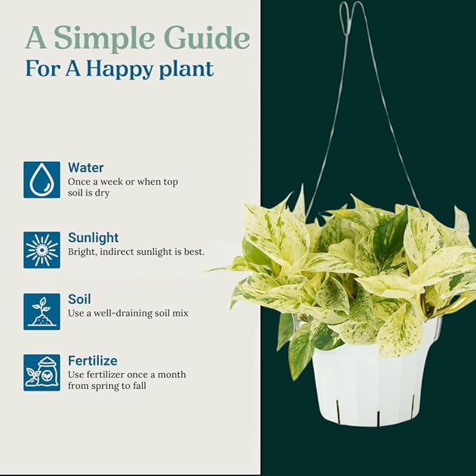 Pothos Snow Queen Live Plant - Rare Houseplant for Home Decor - Snow Queen Pothos - Trailing Plants Live Houseplants - Pothos Live Plant