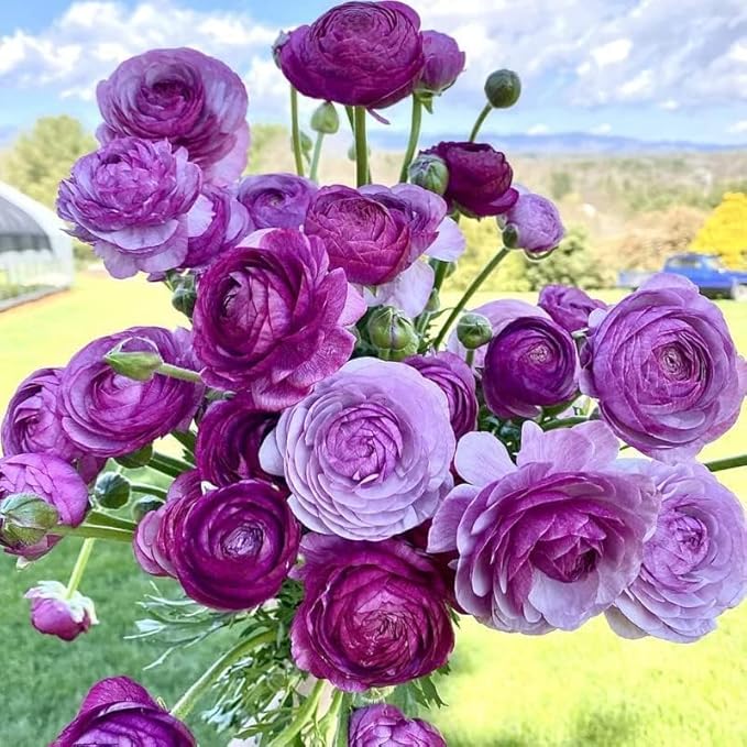Purple Ranunculus Bulbs for Planting - Stunning Color and Long Lasting Blooms, Easy to Grow (10 Bulbs)