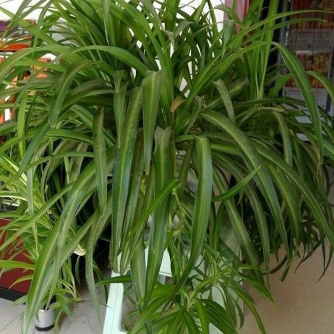 2 Live Spider Plants, Green Spider Plants Live House Plants for Gardening Indoor Outdoor, 4 Inc Pot