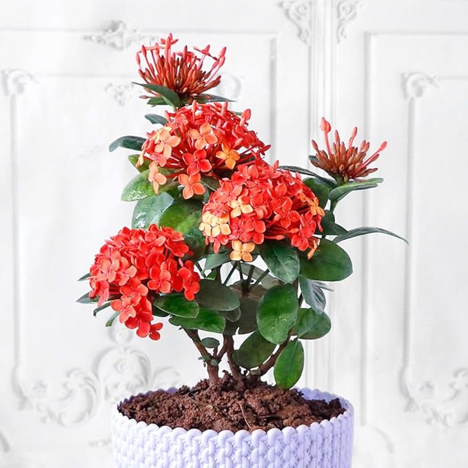 Ixora Potting Mix - Promote Strong Roots and Abundant Flowers with Our Premium Blend - 4 Quart