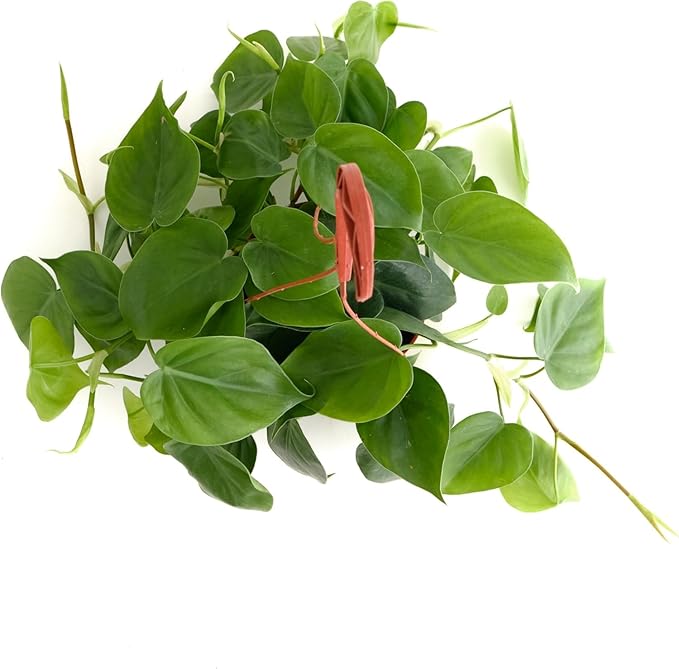 Shop Succulents Philodendron Cordatum Heartleaf Plant, Live Indoor Houseplant, Easy Care Trailing Plant for Home Decor, Office, Room Decoration, Perfect Housewarming Gift, 6 Inch Pot