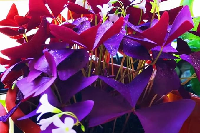 20Pcs Oxalis Bulbs for Planting Purple Shamrocks Bulbs Triangularis Lucky Lovely Flowers Oxalis Triangularis for Pots, Indoor, Outdoor, Garden, Easy to Grow